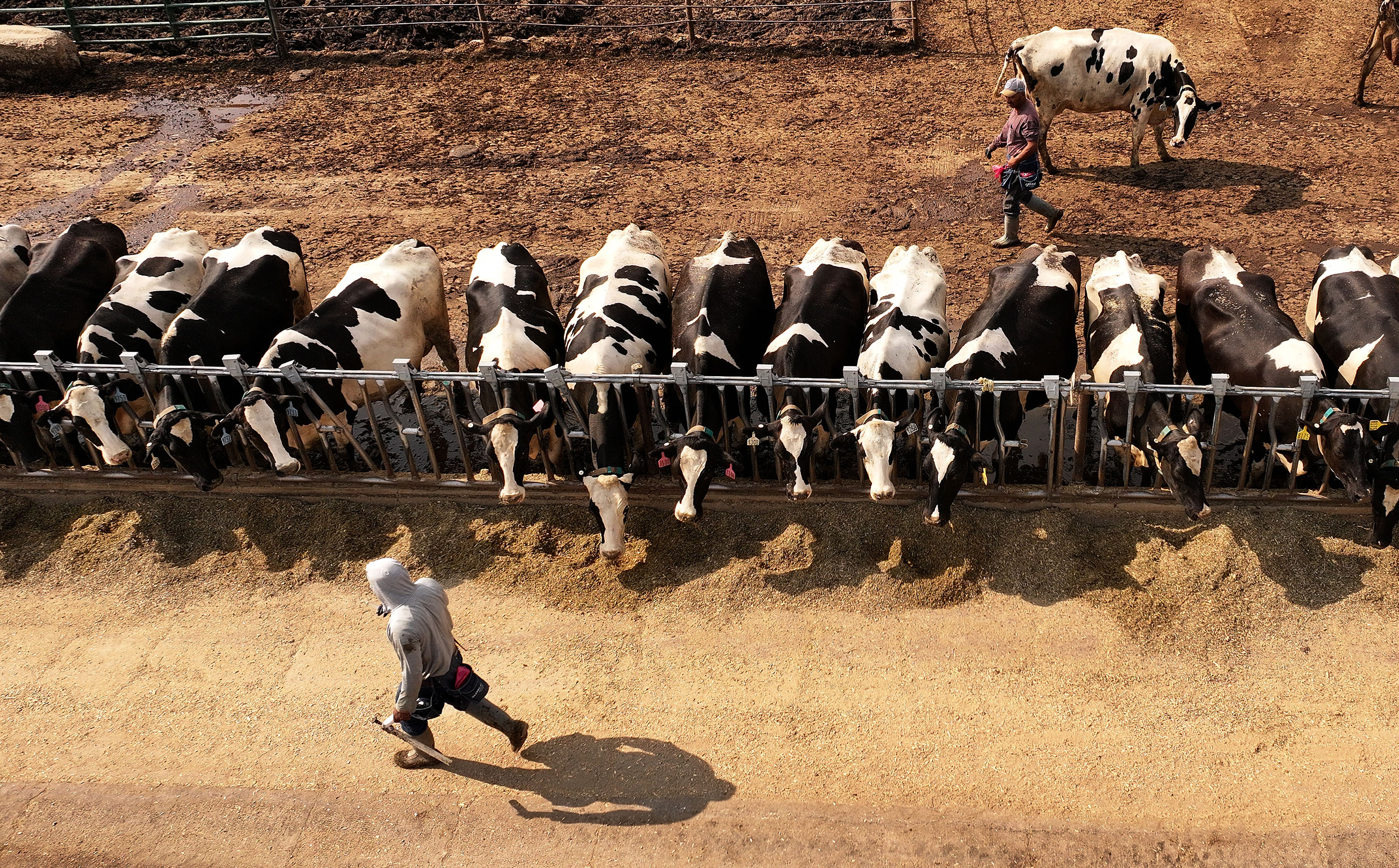 A dairy farm in Corrine, Box Elder County, on July 23. Avian flu experts said Friday they're still unsure about potential human impacts as the disease continues to impact wild birds and farm animals across the U.S., including in Utah.