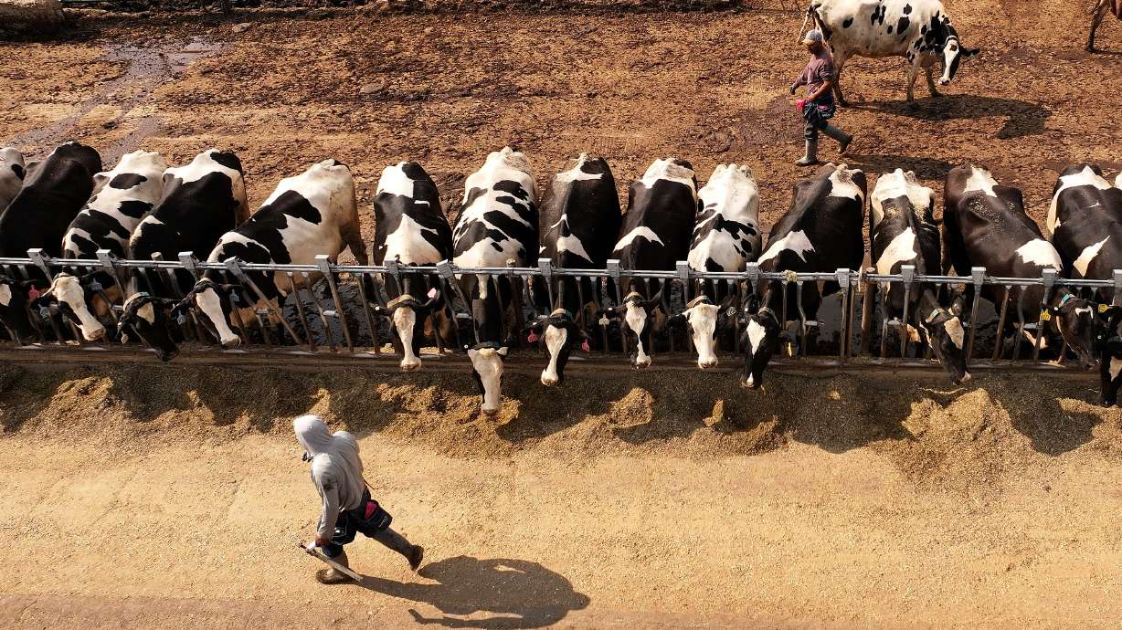 A dairy farm in Corrine pictured July 23. Eight dairy cattle herds in Cache County have tested positive for bird flu, the Utah Department of Agriculture and Food reported Wednesday.