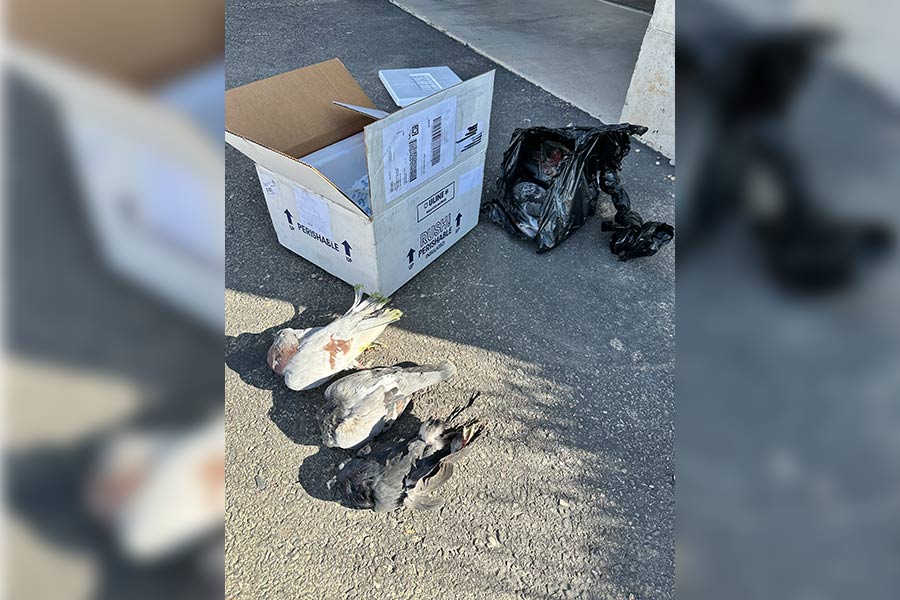 Dozens of dead pigeons found near building in downtown American Falls