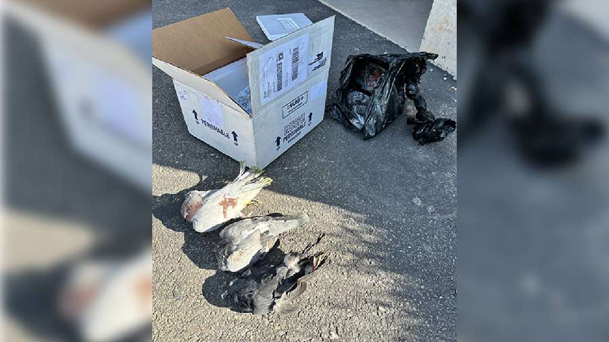 Dozens of pigeons were recently found dead or having difficulty walking and flying in American Falls, Idaho.