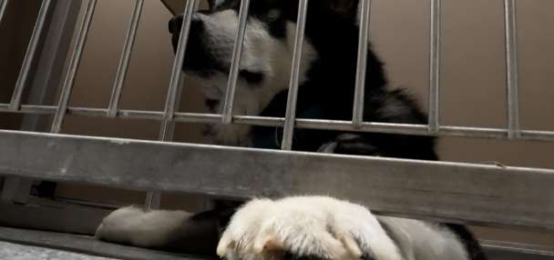 Proposed property tax increase would help Davis animal care