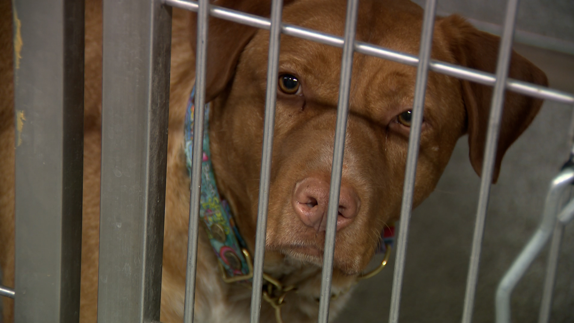 Davis County proposes increasing property taxes earmarked for animal services by 55%