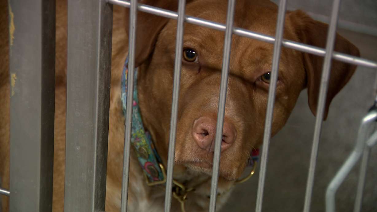A dog caged at Animal Care of Davis County in Fruit Heights on Oct. 30. Davis County commissioners are considering a tax hike for all county property owners to bolster services offered by the shelter.