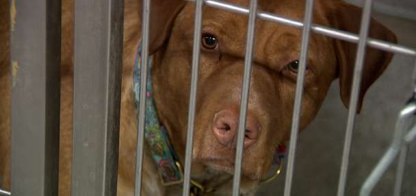 Davis County proposes increasing property taxes earmarked for animal services by 55%