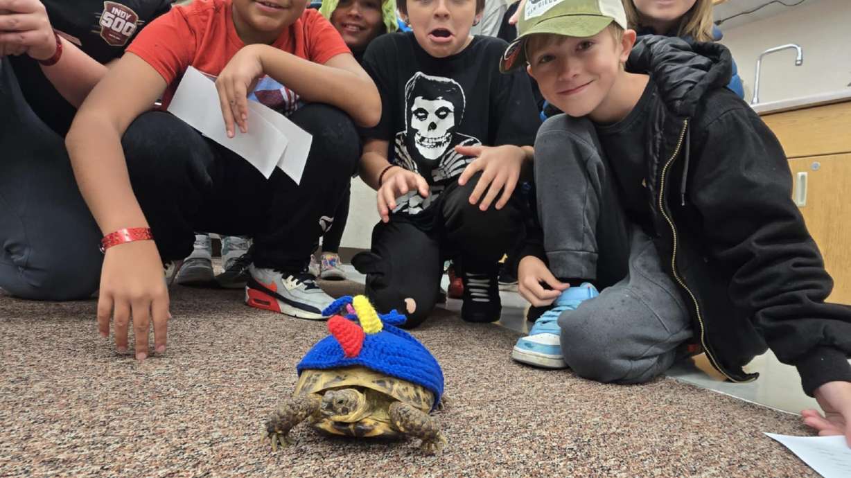 Ariane Brown's fifth-grade class looks on as their class tortoise, Shelly, roams the class as the dinosaur she was meant to be.