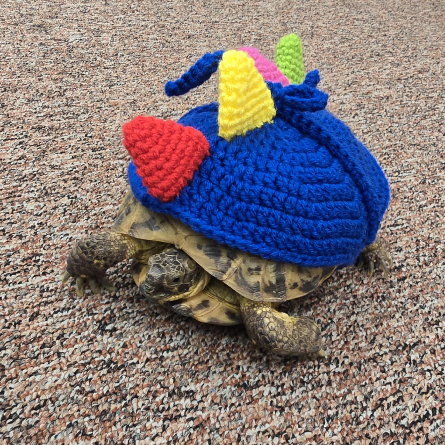 Ariane Brown, a fifth-grade teacher at Spanish Oaks Elementary in Spanish Fork, commissioned a local crochet artist to turn her beloved class pet tortoise into a dinosaur for Halloween.