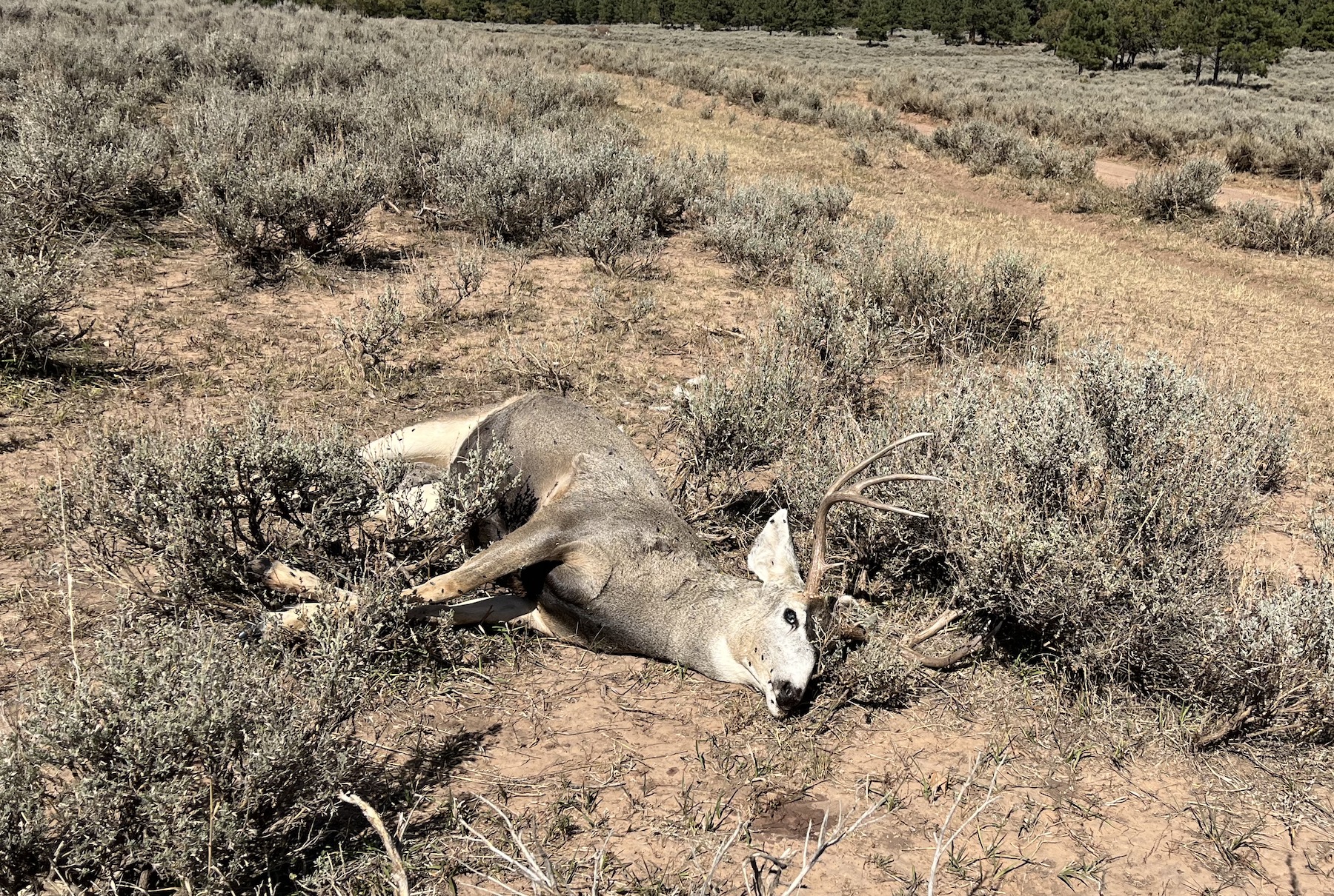 A buck carcass was found near South Long Point Road in San Juan County on Oct. 9. Wildlife officials say they believe the animal was illegally killed two or three days before it was discovered.