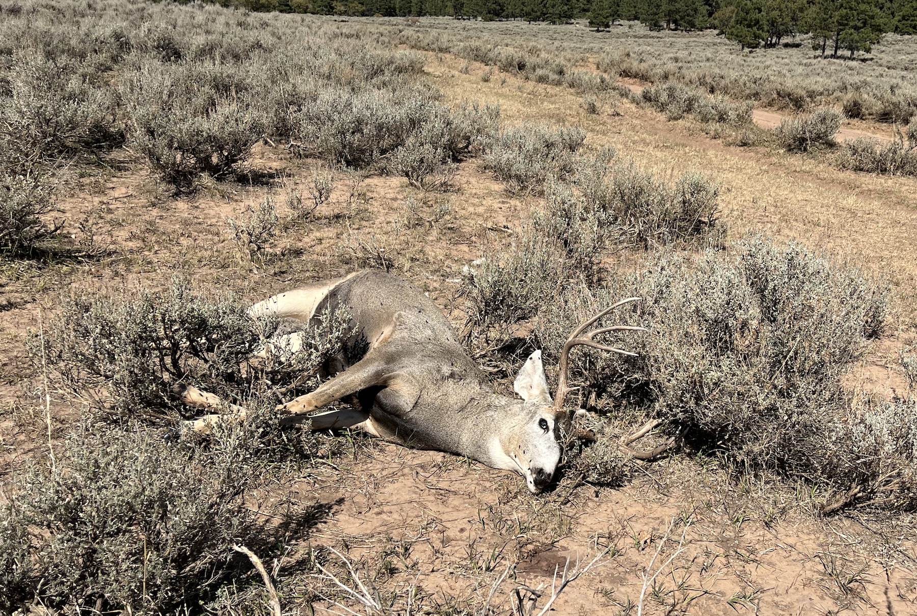 Utah investigates buck poached near Bears Ears National Monument