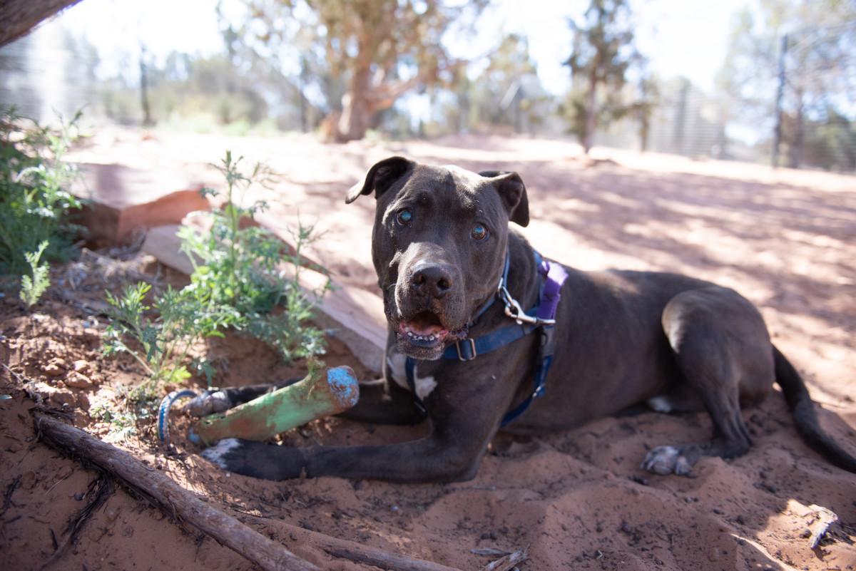 Moogan to the rescue: Blind, elderly pitbull mix keeps man away from rattlesnake