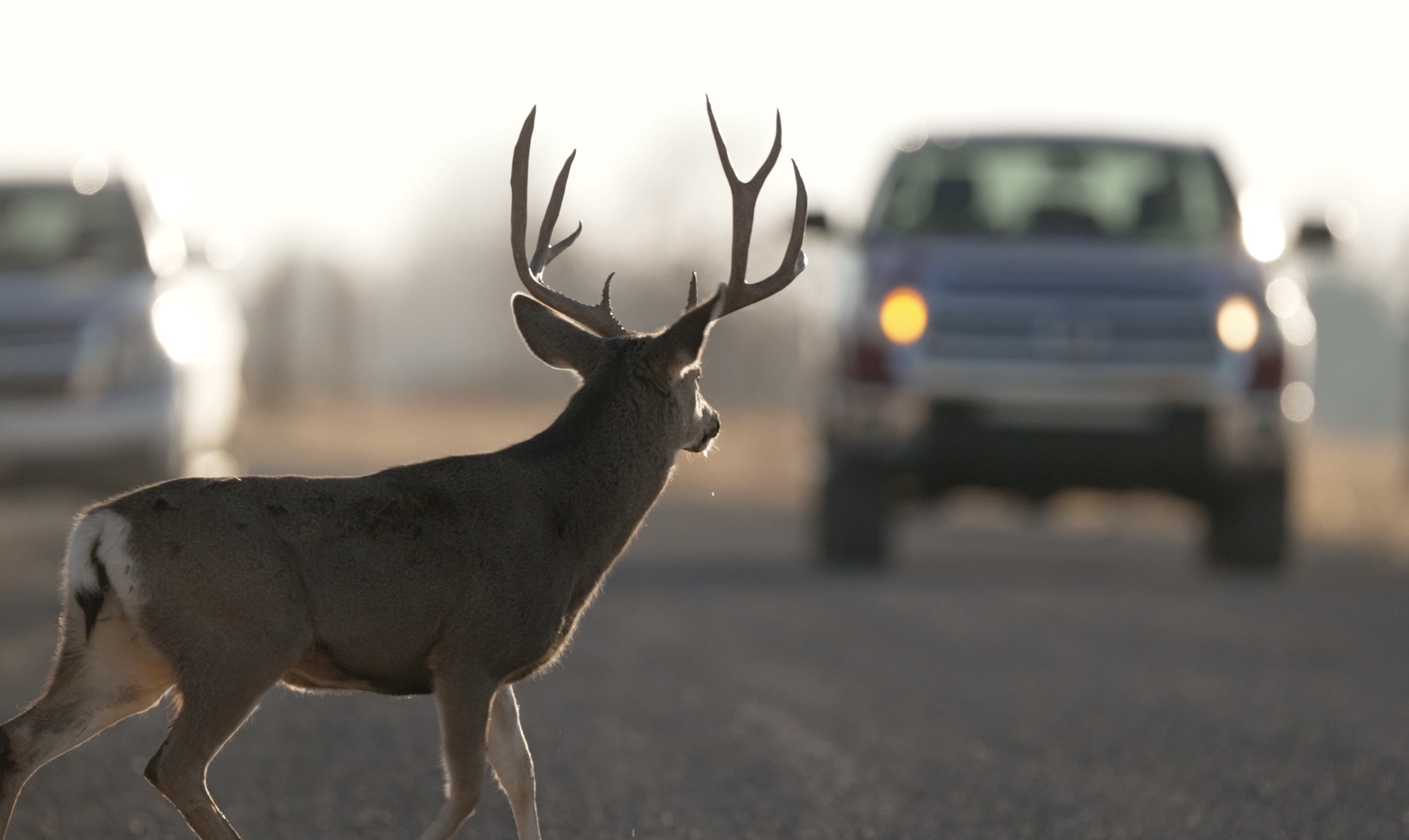 Utah wildlife officials to drivers: Watch out for deer as daylight saving time ends