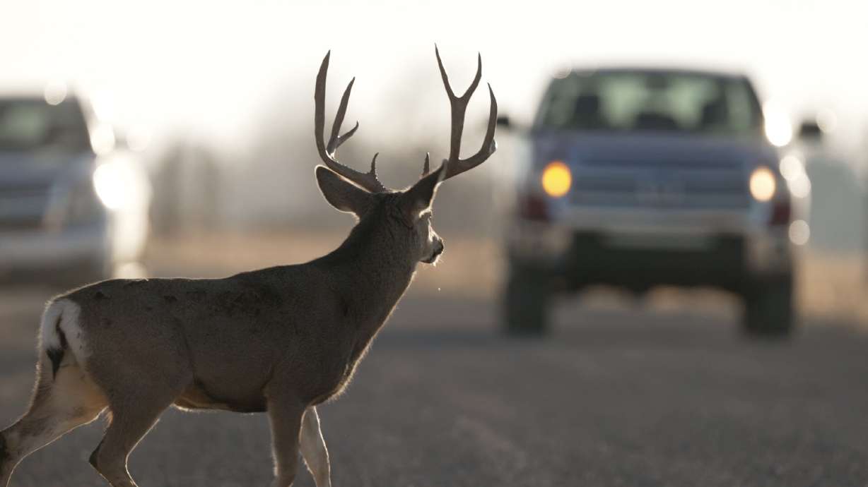 A buck crosses a road in Oak City, Millard County, in November 2022. State wildlife officials say drivers should be alert as this month is the "peak time" for vehicle-deer collisions.