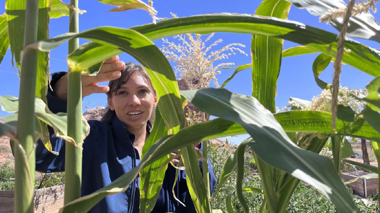 Reagan Wytsalucy examines corn growing in a community garden she helped start next to the Navajo Nation in southeast Utah, Sept. 18.