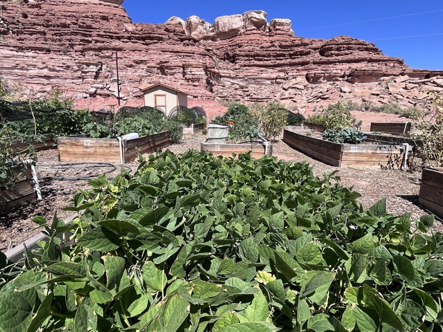 Native Americans have grown food in the desert for ages, but many tribal agricultural traditions have disappeared. Now, people in southeast Utah are working to bring Navajo traditions back, with garden beds like this one near Bluff, Sept. 18.