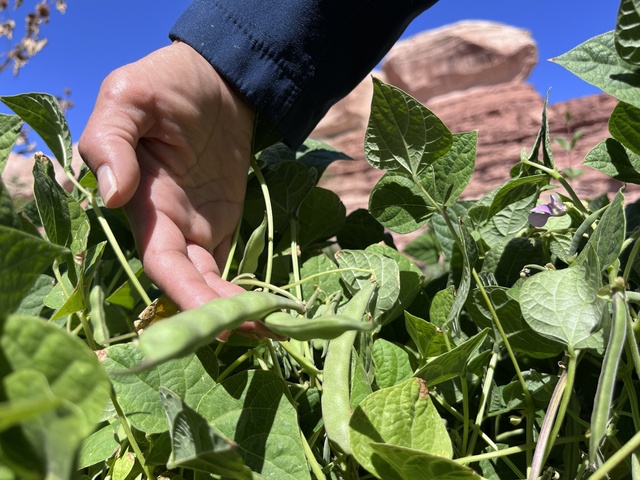 An heirloom variety of beans grows in a raised bed at the Dá’ak’eh Hózhǫ́ǫnii Community Garden near Bluff, Sept. 18.