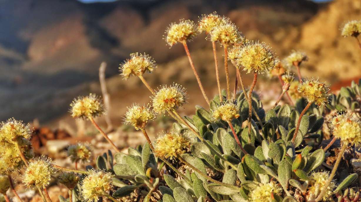 Tiehm's buckwheat grows in the high desert in the Silver Peak Range of western Nevada, about halfway between Reno and Las Vegas, June 1, 2019, where a lithium mine is planned.