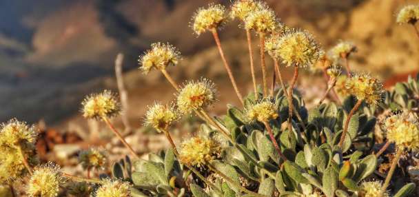 Nevada lithium mine will crush rare plant habitat critical to its survival, lawsuit says