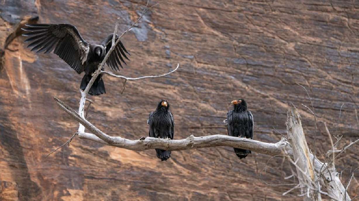 Condor 1111 and her family perch on a tree at Zion National Park, date not specified.
