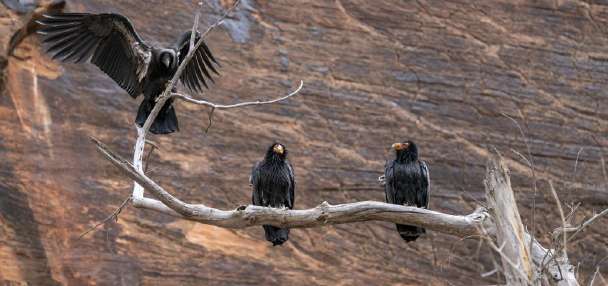 Not just condors: Experts encourage southern Utah's hunters to give up lead bullets