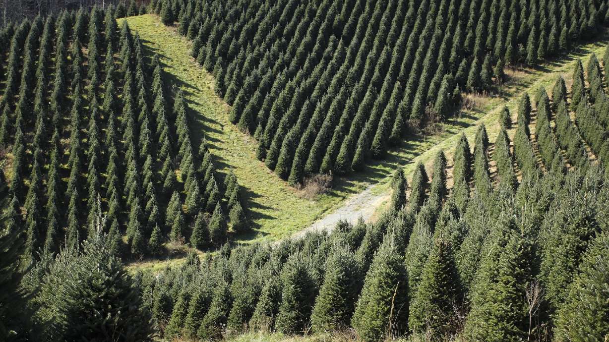 This year’s official White House Christmas tree comes from western North Carolina, one of the areas hardest hit by Hurricane Helene in late September.