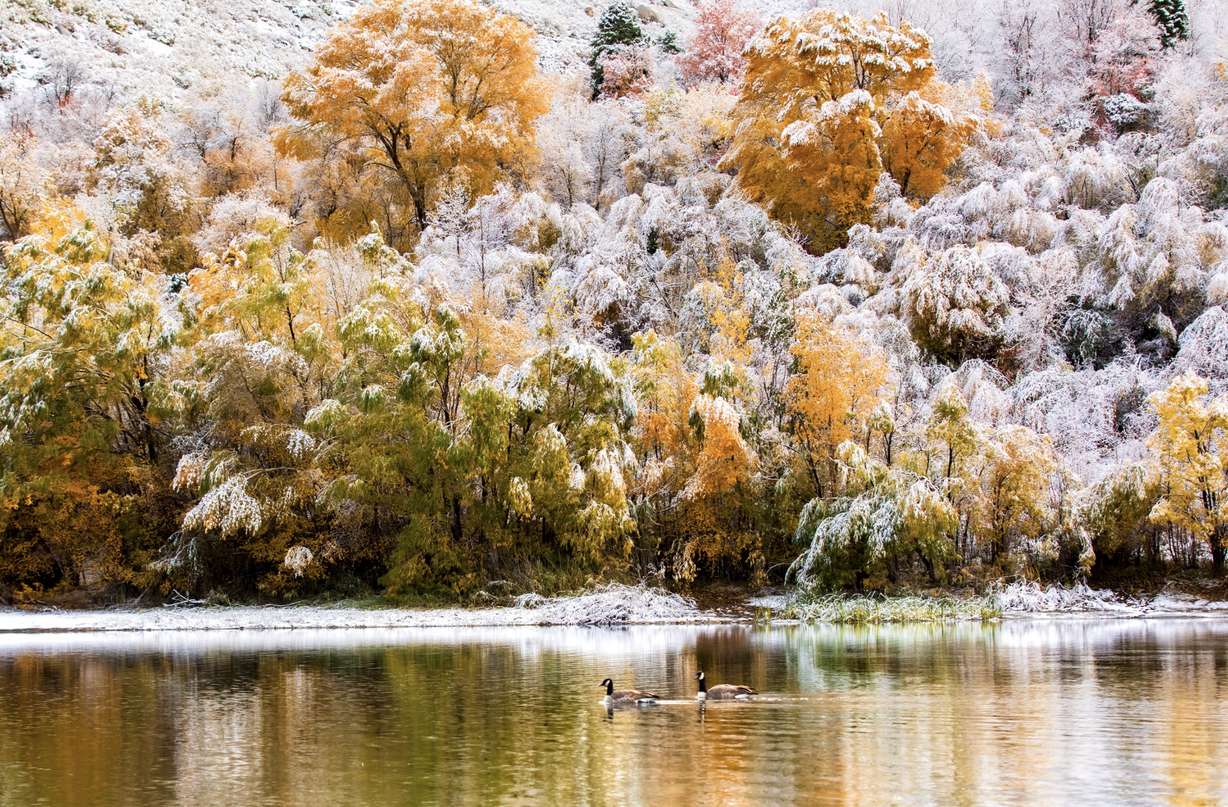 Canada geese swim across Lower Bell Canyon Reservoir in Sandy on Sunday after a storm crossed through. About an inch of snow fell in the area.