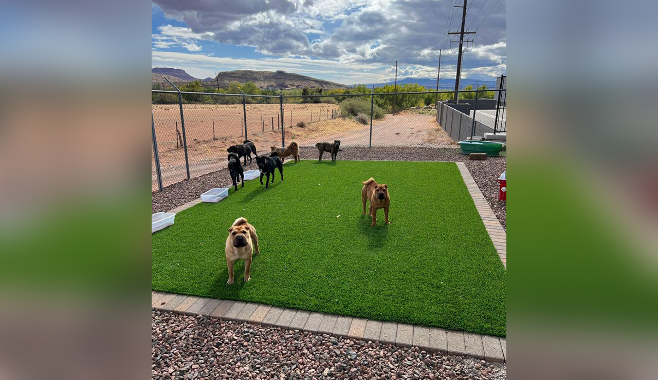 8 dogs found abandoned behind southern Utah animal shelter, police seek information