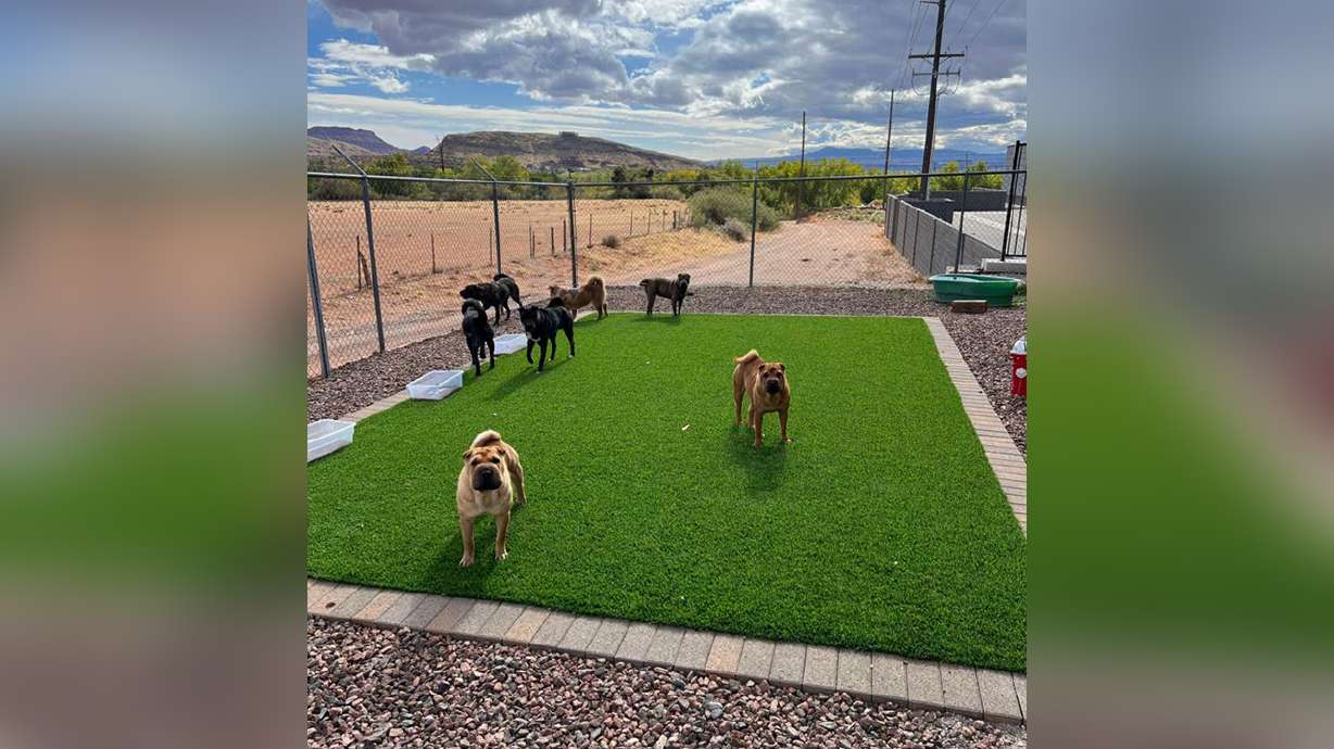 Eight to nine dogs suspected of being abandoned in a wash behind the Washington City Animal Shelter over the weekend are being cared for by shelter staff in Washington Sunday.