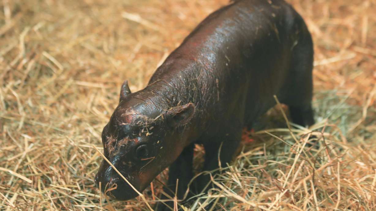 This Oct. 31 photo shows newborn pygmy hippo named Haggis, born at Edinburgh Zoo, Edinburgh, Scotland. A pygmy hippo named Moo Deng in Thailand is a competitor for hippo cuteness.