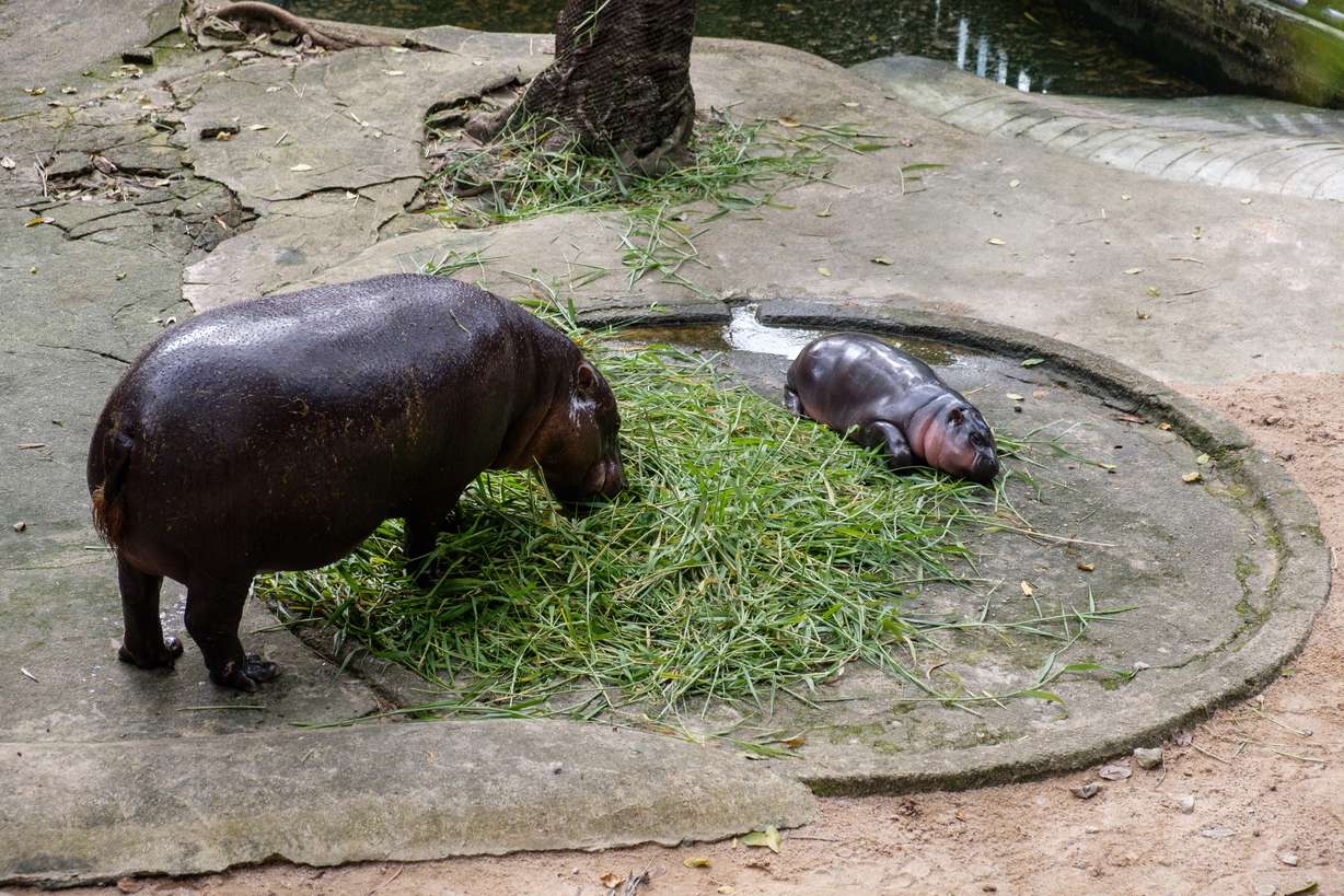 Celebrity pygmy baby hippo Moo Deng at Khao Kheow Zoo in Thailand, seen Sept. 23, has been a social media craze, with visitors from all over Thailand flocking to the open zoo to take photos of the internet sensation. The baby hippo challenges her keepers with the unexpectedly large crowds she draws to the zoo.