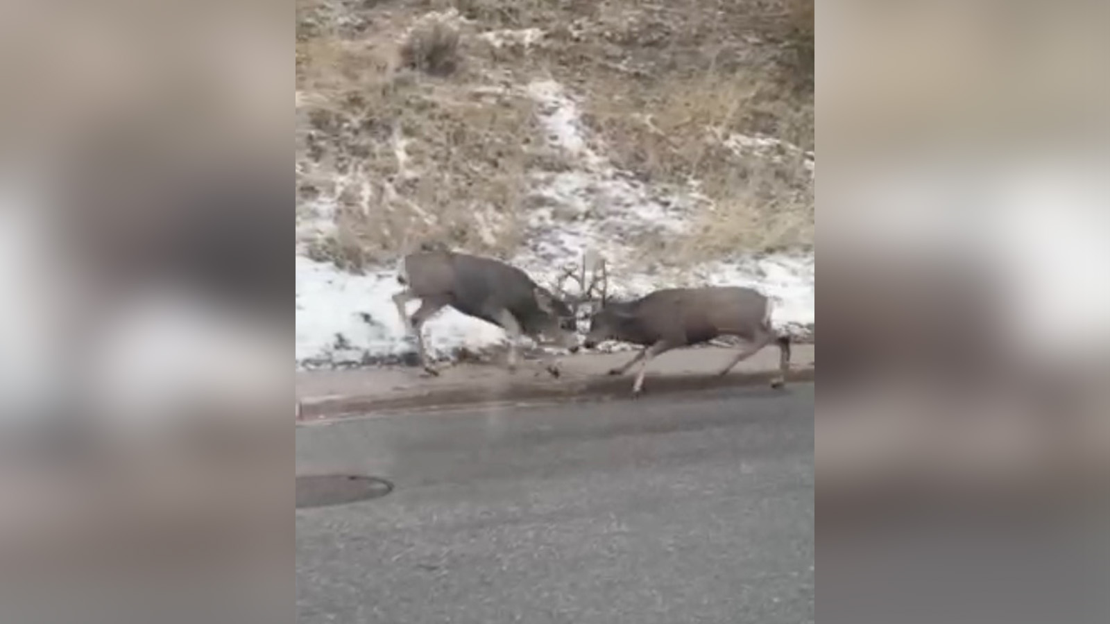 Have You Seen This? Bucks battle it out in Bountiful 