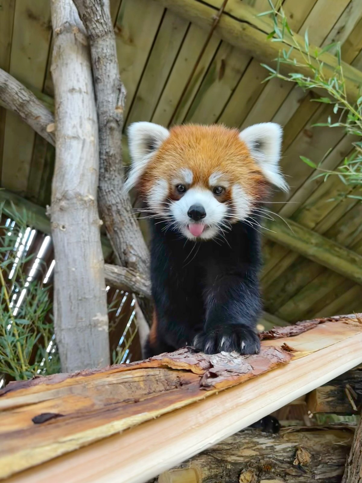 Utah's Hogle Zoo trades Himalayan red pandas for Chinese red panda