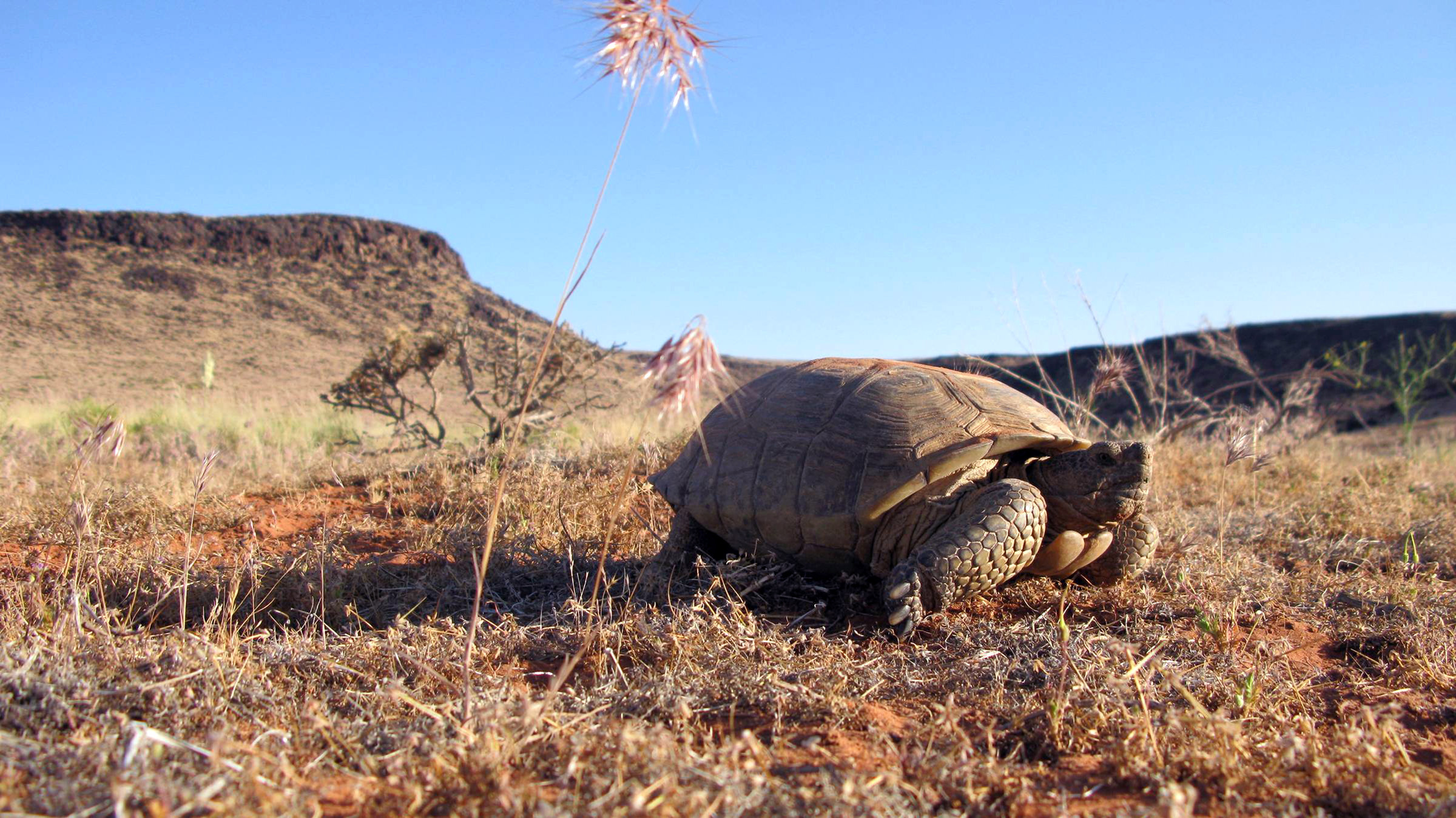 A desert tortoise in its native habitat in Washington County. A federal decision issued Friday on a proposed highway in Washington County "blatantly disregards" Utah voices and the law, Utah's congressional delegation says.