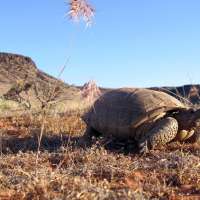 UDOT ordered to stop construction-related activities on planned highway amid court fight