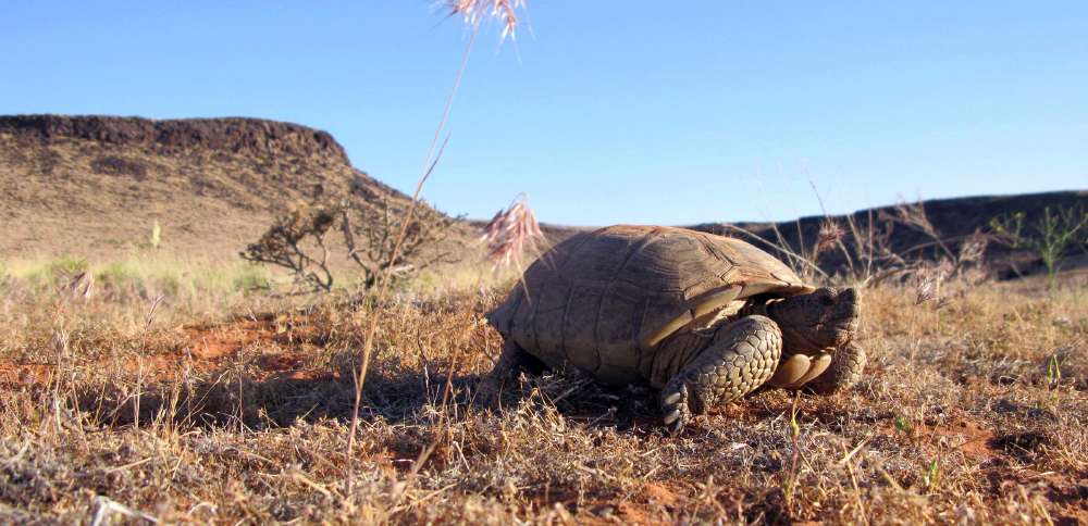 UDOT ordered to stop construction-related activities on planned highway amid court fight