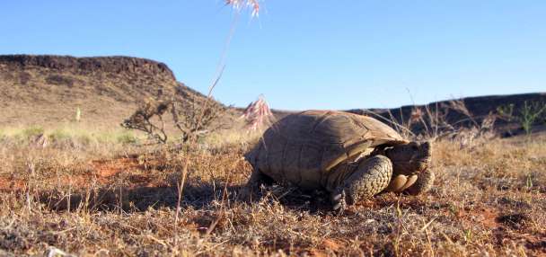 UDOT ordered to stop construction-related activities on planned highway amid court fight