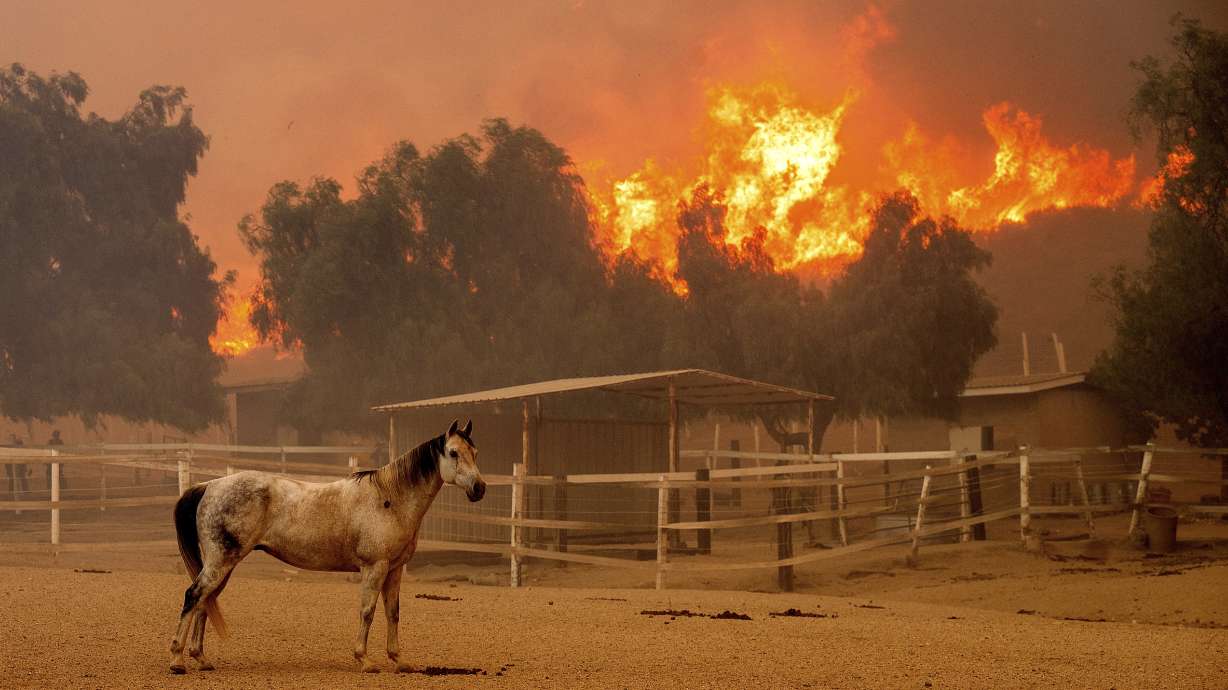 Flames from the Mountain Fire leap along a hillside as a horse stands in an enclosure at Swanhill Farms in Moorpark, Calif., on Thursday.