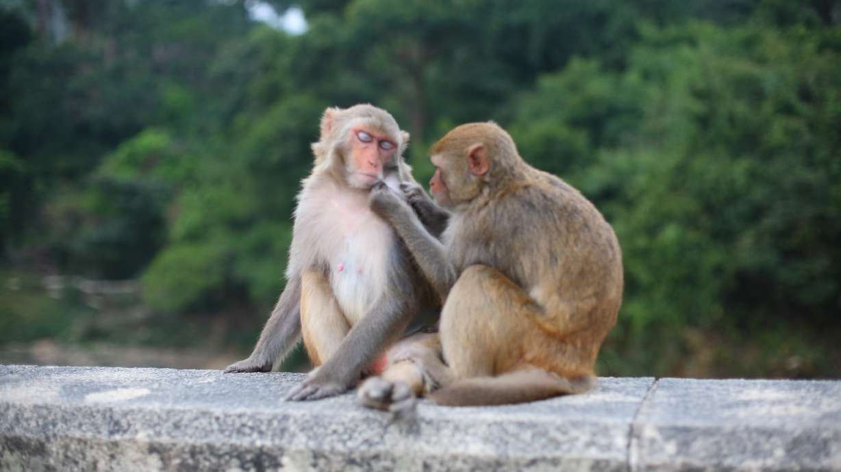 After 43 monkeys escaped a research facility in a small South Carolina town, police on Thursday urged residents to lock their homes and avoid approaching the animals under any circumstances.
