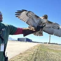 Airport wildlife mitigation team busy during fall migration season
