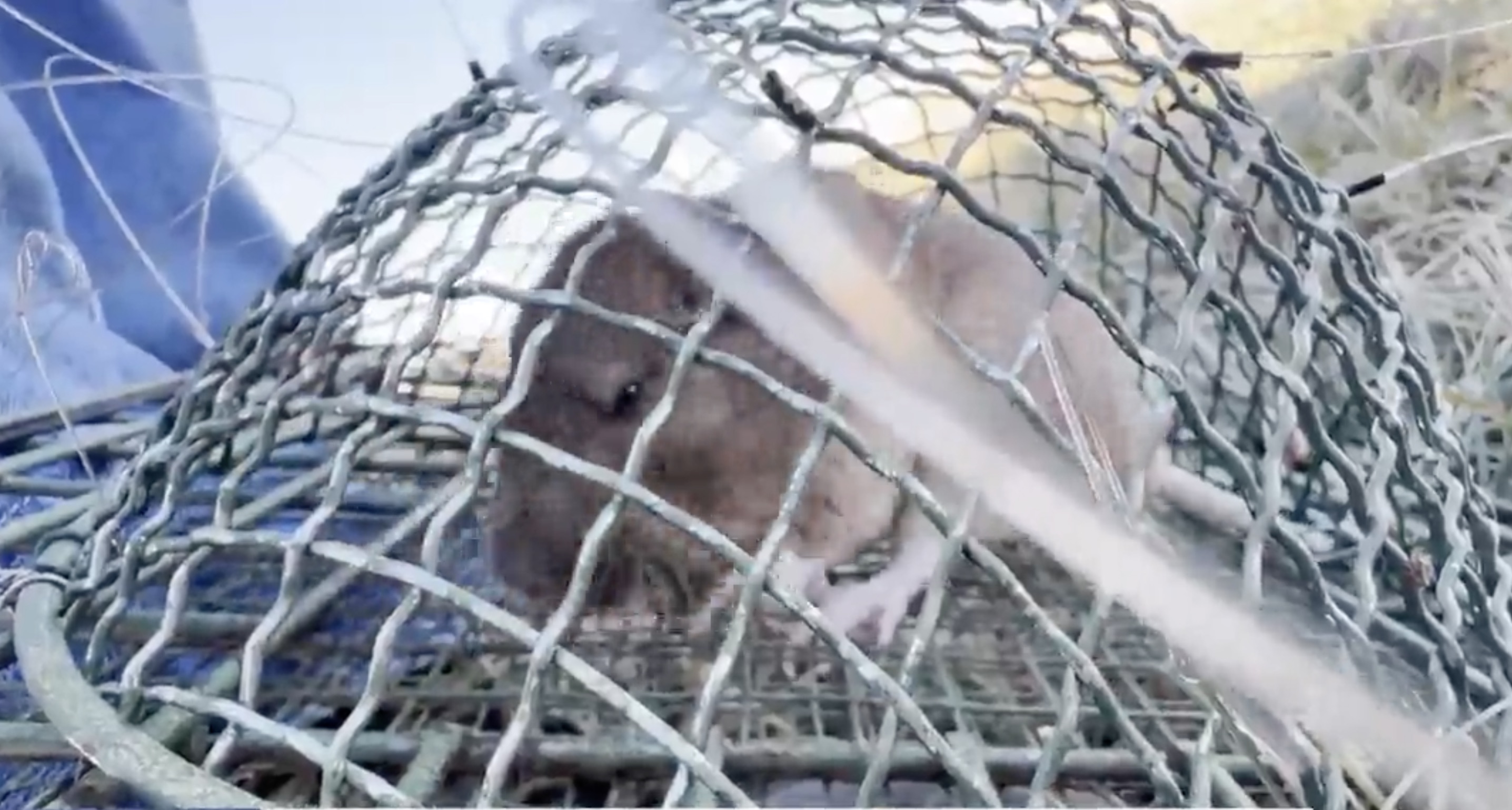 Mouse traps are part of the mitigation effort at the Salt Lake International Airport to prevent incidents involving birds.