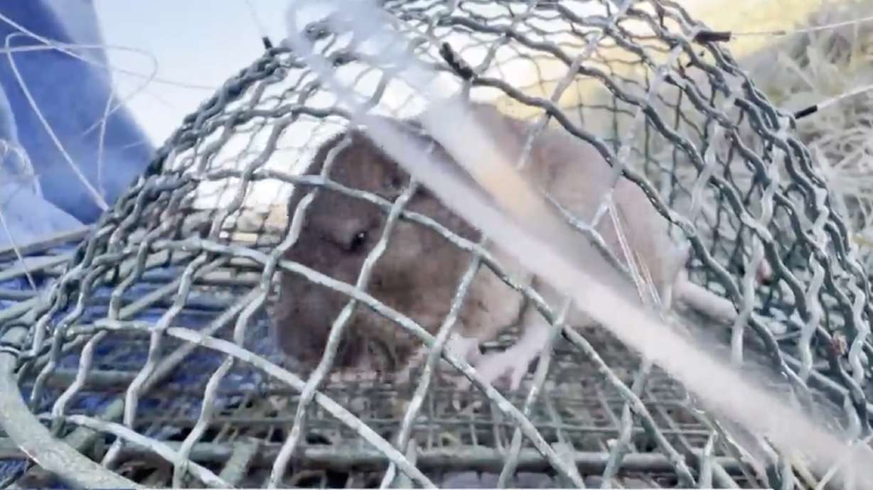 Utah health officials urge caution when cleaning up after rodents this spring - KSL News