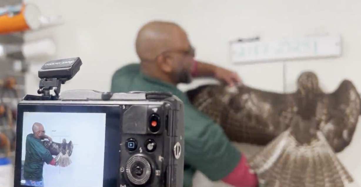 The wildlife mitigation team catalogs birds before releasing them back into the wild away from the airport.