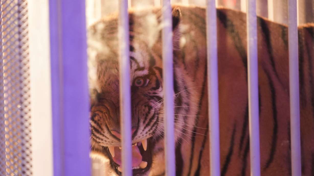 A live tiger is rolled into Tiger Stadium before an NCAA college football game between LSU and Alabama in Baton Rouge, La., Saturday, Nov. 9, 2024.