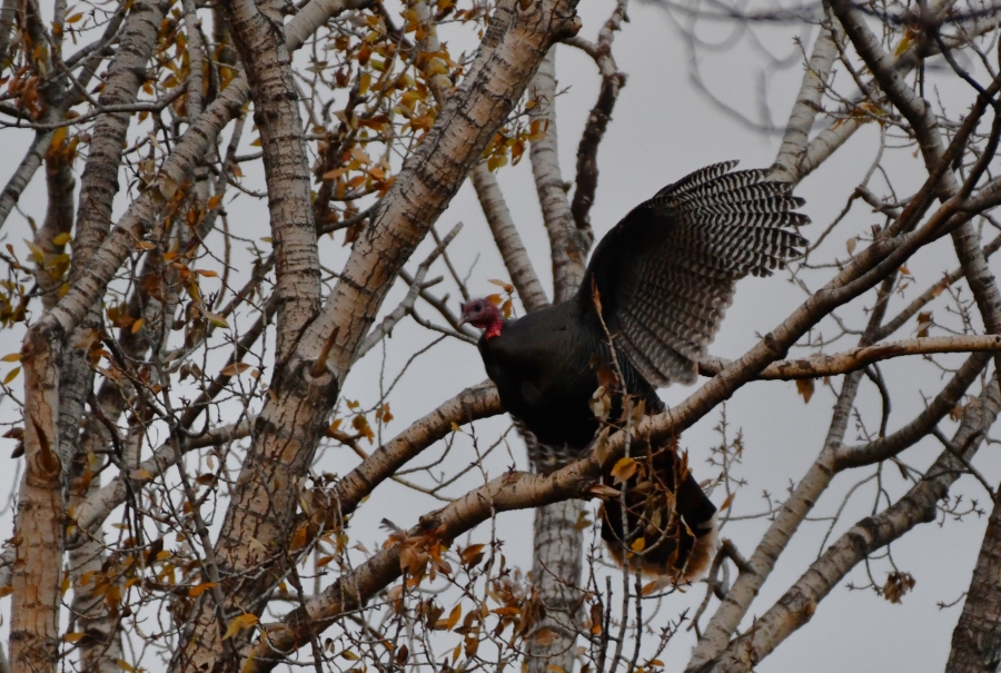 Gobbling up a storm: Hundreds of wild turkeys flocking to East Idaho before Thanksgiving