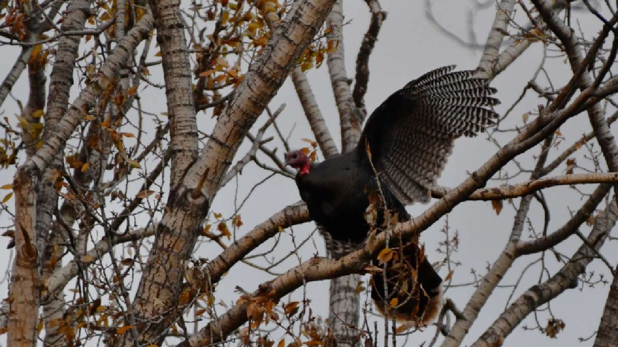 A turkey hen lands on a limb before an entire flock files over to join her.