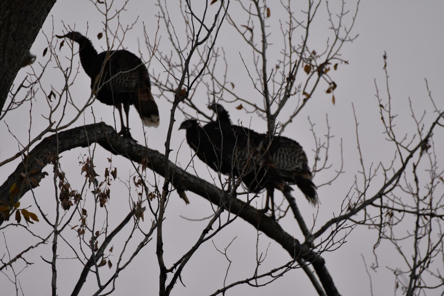 Three turkeys roosting on a branch that broke off after a fourth bird tried to land on it.