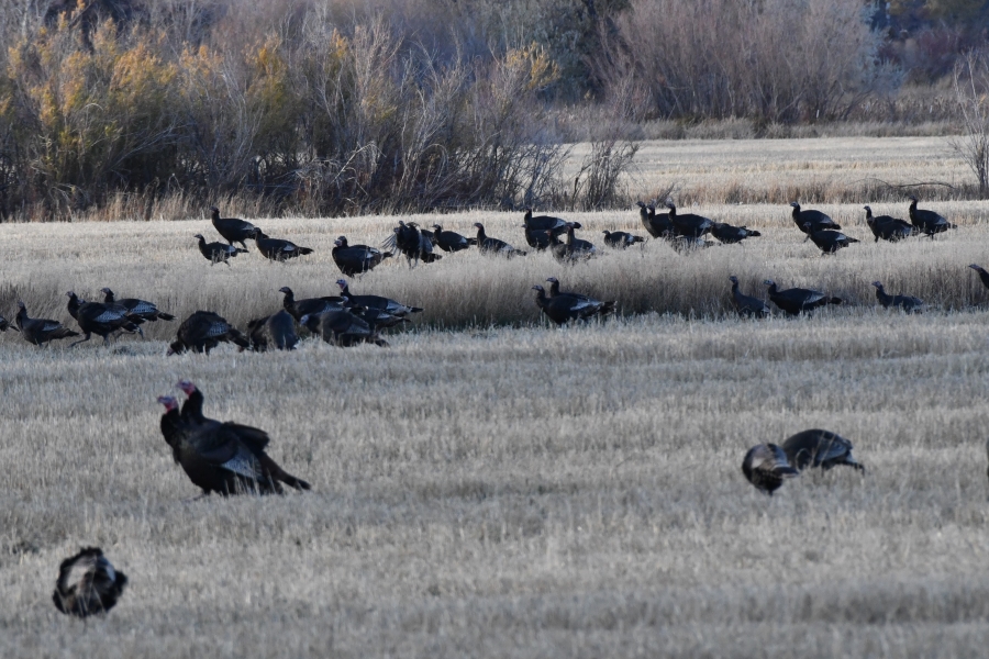 Part of more than 200 turkeys in an ag field near the Snake River.