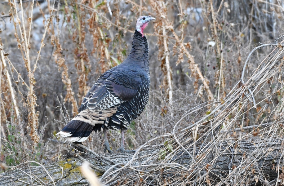 A hen watches for danger as her chicks feed nearby.