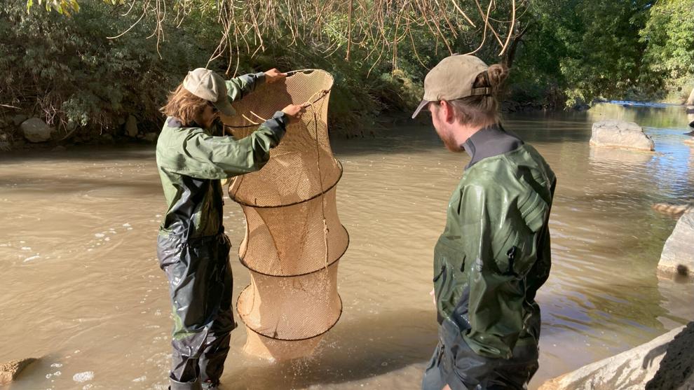 Biologists trap rare Virgin River fish, express hope 'we're making a difference'