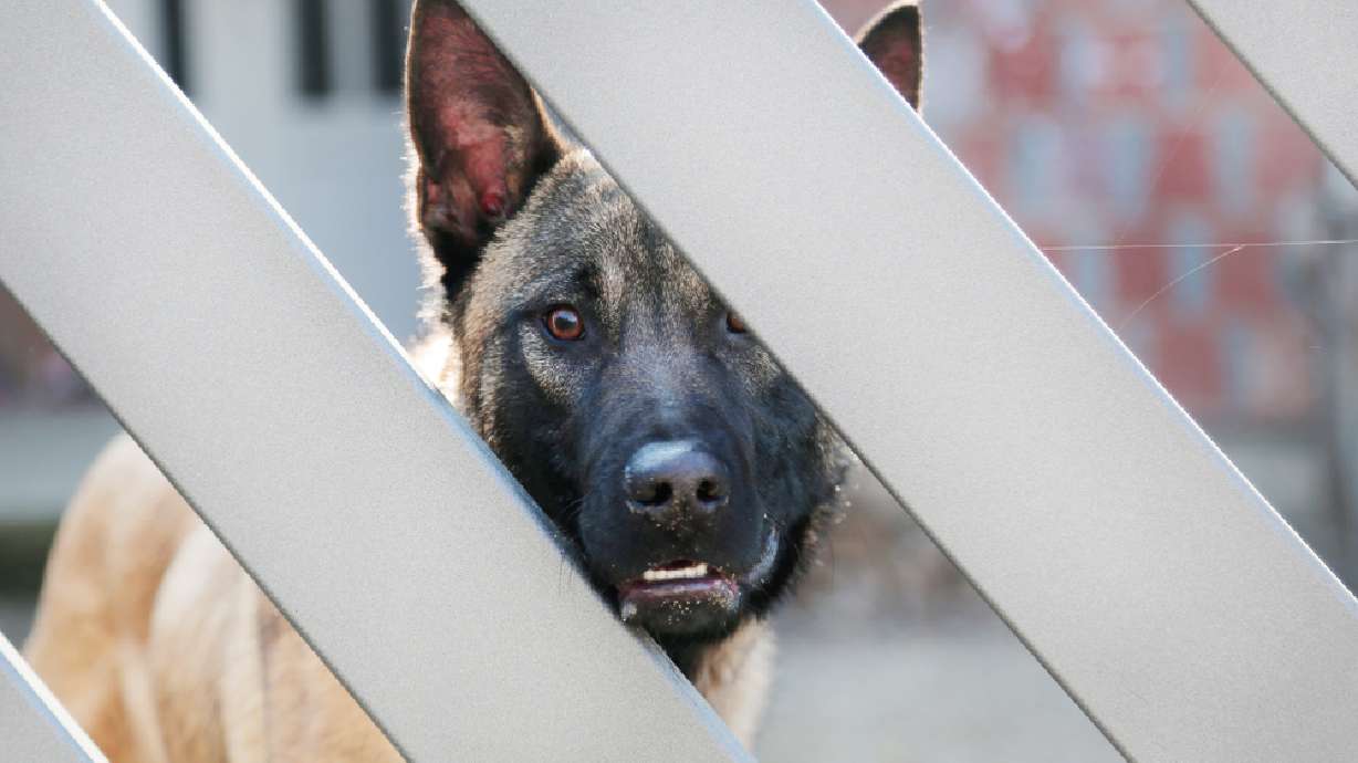 Dogs may be man's best friend, but some Utah dogs are also dangerous.