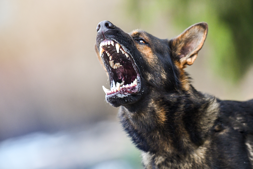 Dogs may be man's best friend, but some Utah dogs are also dangerous. 