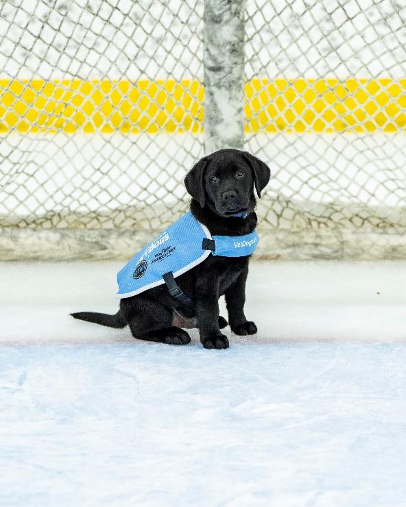 Utah Hockey Club's new team dog Archie.